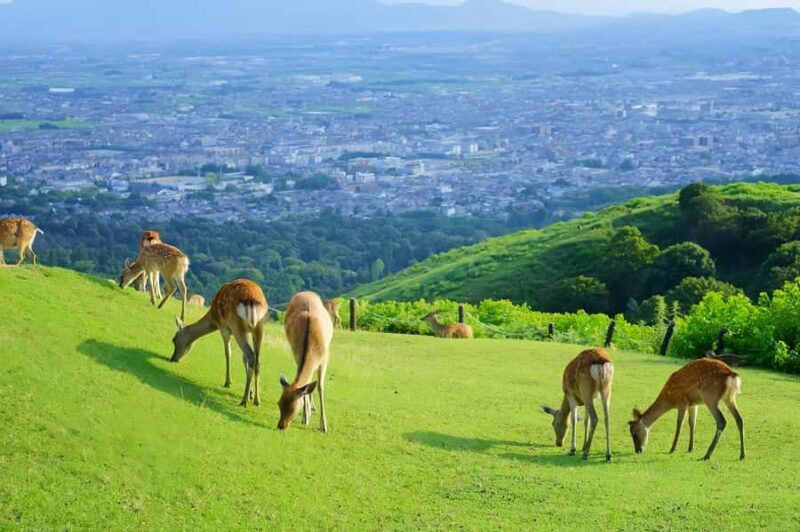 Osaka:Nara & Uji In-depth One-Day TourDeer Feeding - FAQ