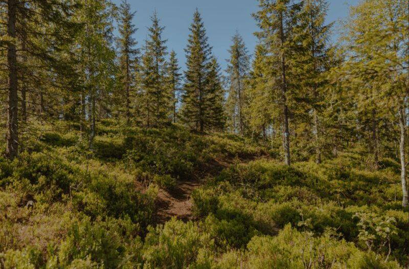 Oslo: Best View of the Oslofjord Hike - A Walk Through the Experience