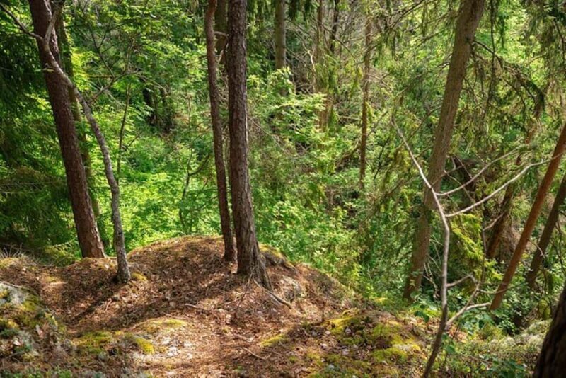 Oslo: Forest Hike with Guide & Husky - Good To Know  