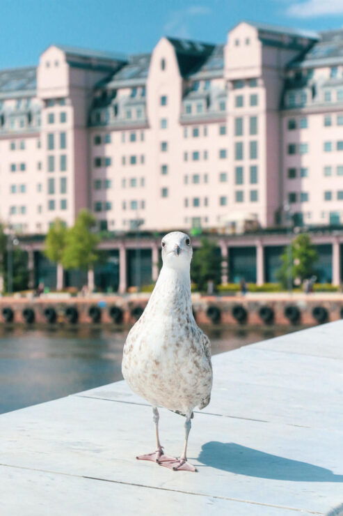 Oslo: Oslo in a Nutshell Guided Bike Tour - Itinerary Highlights