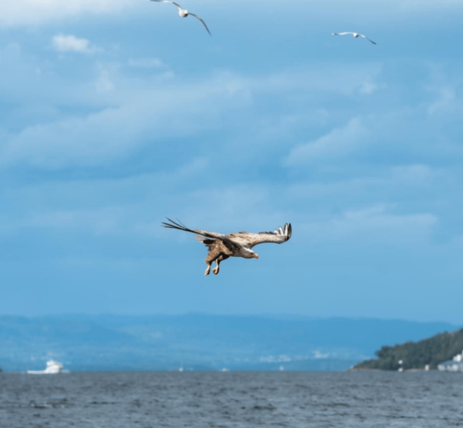 Oslo: Radhusbrygga Trip - Booking Information