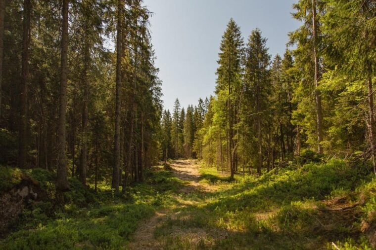 Oslo: The Spectacular Holmenkollen Walk - Practical Details: Price, Transport, and Whats Included