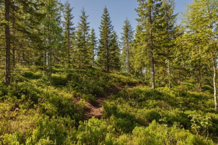 Oslo: The Spectacular Holmenkollen Walk - FAQ