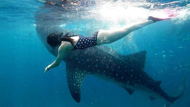 Oslob Cebu: Whale Shark Watching Day Tour - Introduction