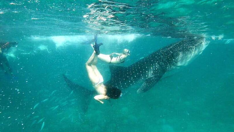 Oslob Cebu: Whale Shark Watching Day Tour - Good To Know