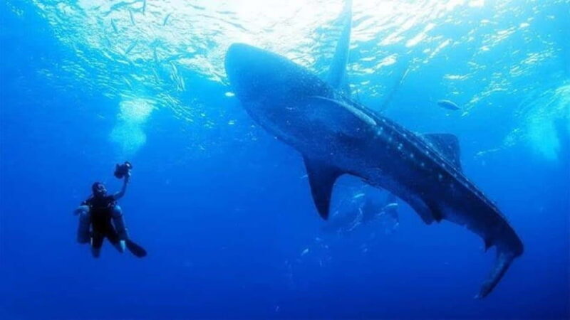 Oslob Cebu: Whaleshark Scuba Diving & Sumilon Sanctuary - Practical Details & Tips