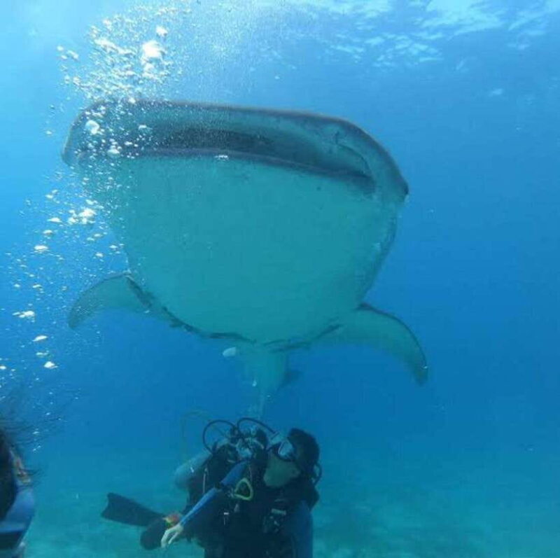 Oslob Cebu: Whaleshark Scuba Diving & Sumilon Sanctuary - Authentic Experiences & Customer Insights