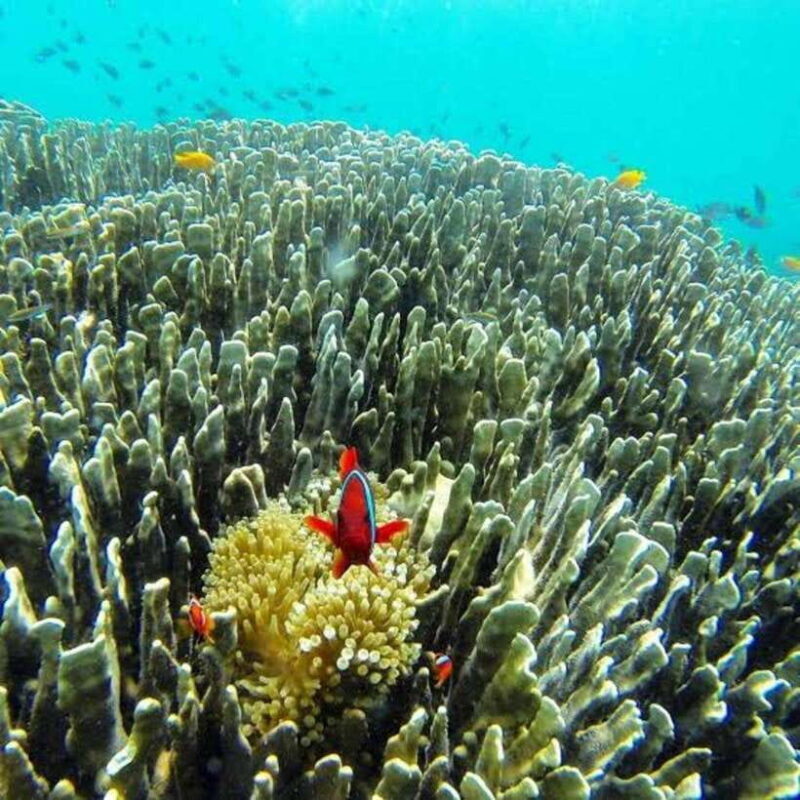 Oslob Cebu: Whaleshark Scuba Diving & Sumilon Sanctuary - Who Is This Tour Best For?