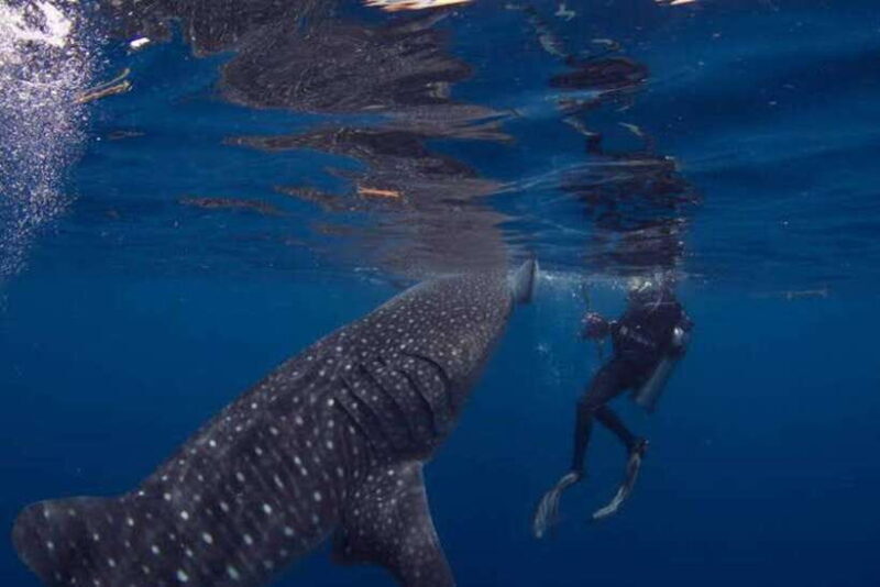 Oslob Cebu: Whaleshark Scuba Diving & Sumilon Sanctuary - The Sum Up