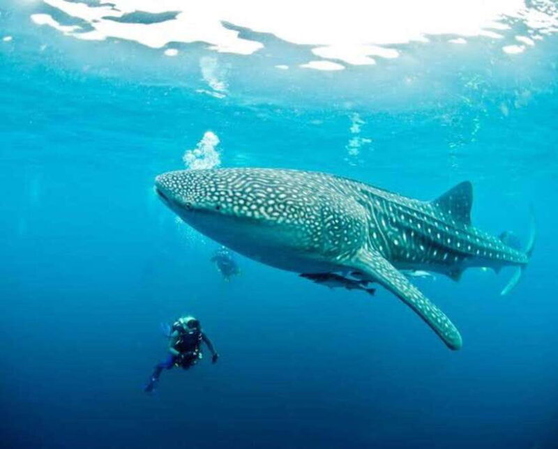 Oslob Cebu: Whaleshark Scuba Diving & Sumilon Sanctuary - FAQ
