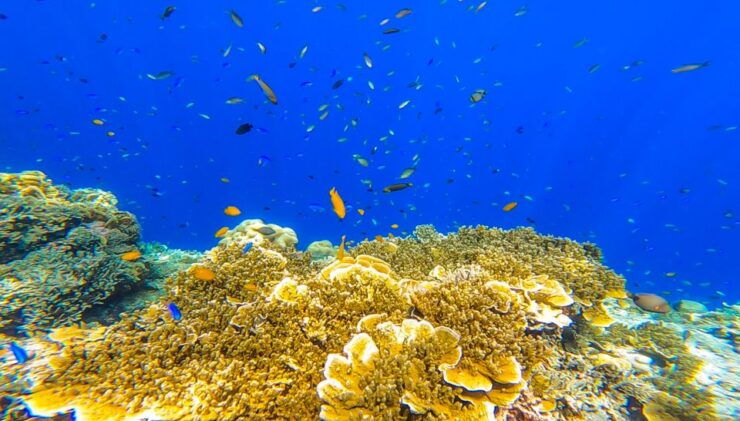 Oslob: Sumilon Sand Bar, Whale Sharks & Snorkeling Day Trip - Experience Highlights