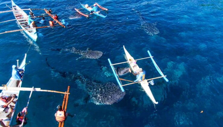 Oslob: Sumilon Sand Bar, Whale Sharks & Snorkeling Day Trip - Full Description