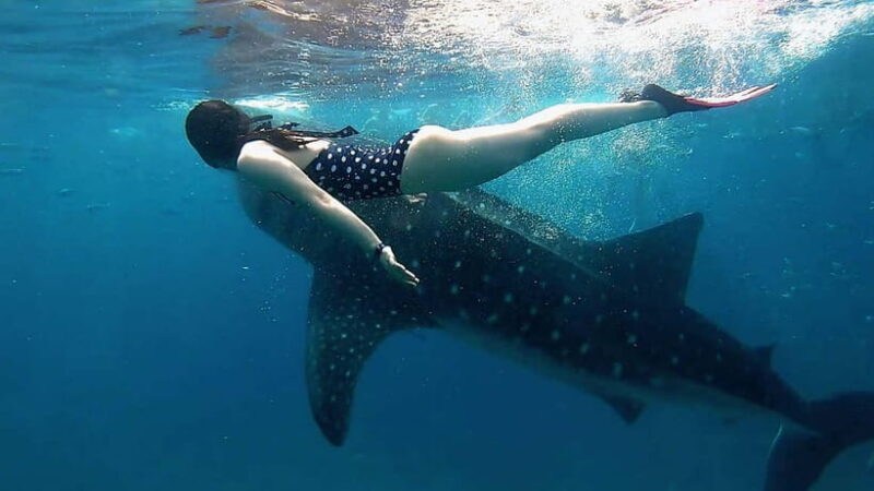 Oslob Whale Shark, Aguinid Falls & Moalboal Snorkeling - Good To Know