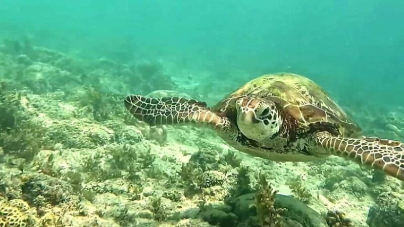 Oslob Whale Shark, Aguinid Falls & Moalboal Snorkeling - The Value of This Tour