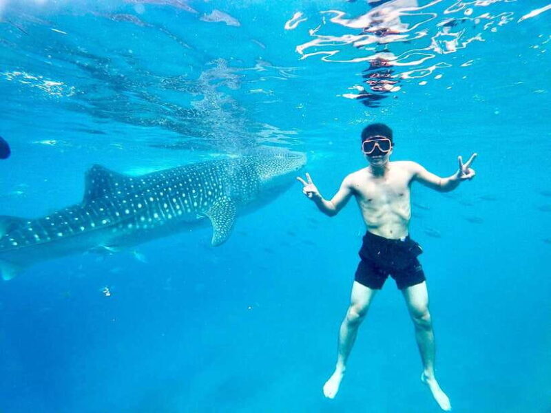 Oslob Whale Shark Direct - Good To Know