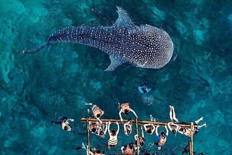 Oslob: Whale Shark Encounter, Ka-Treasure Falls & Simala - Why This Tour Offers Value
