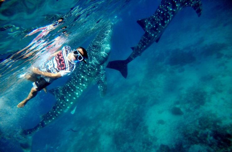 Oslob Whale Shark Encounter With Kawasan Canyoneering - Reservation and Payment