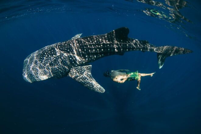 Oslob Whale Shark Encounter With Kawasan Canyoneering - Duration of Activity