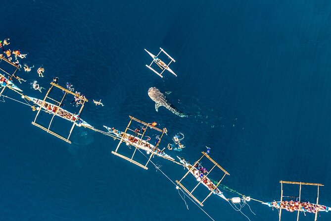 Oslob Whale Shark Group Tour With Sumilon Island & Tumalog Falls - Viator Product Code