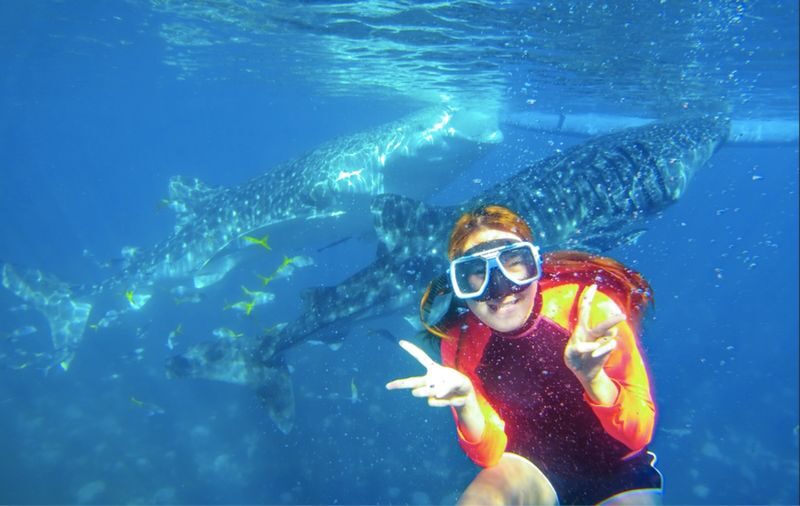 Oslob Whale Shark Snorkeling with Sardines & Turtles Tour in Cebu - Moalboal’s sardines and turtles: the other big draw