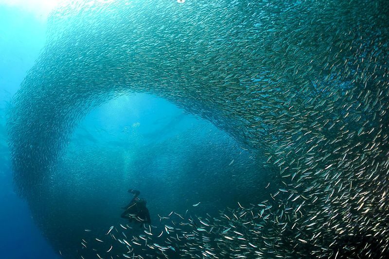 Oslob Whale Shark Snorkeling with Sardines & Turtles Tour in Cebu - What the package covers, and what it does not