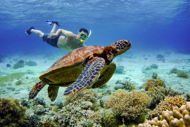 Oslob Whale Shark Snorkeling with Sardines & Turtles Tour in Cebu - Prepare for the road, not just the water