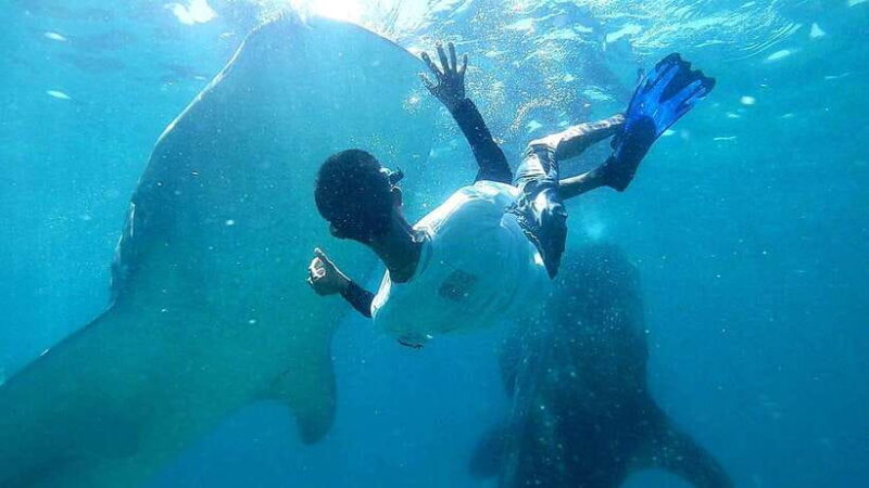 Oslob: Whale Shark Swim & Snorkeling Experience Tour - A Deep Dive into the Oslob Whale Shark Tour