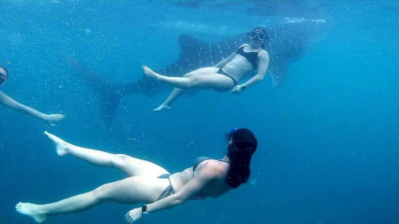 Oslob: Whale Shark Swim & Snorkeling Experience Tour - FAQ