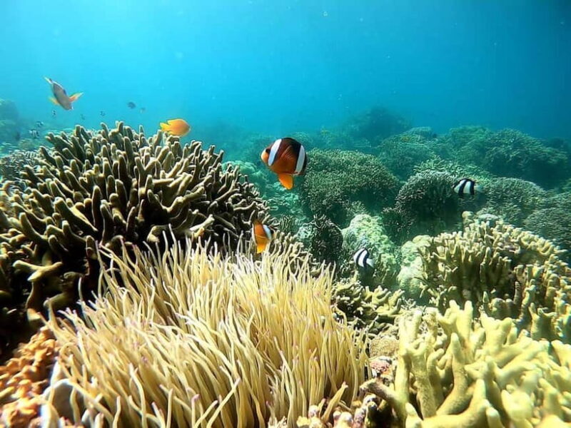 Oslob: Whale Shark Tour with Sumilon & Moalboal Snorkeling - FAQs