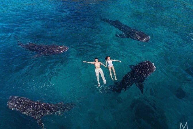 Oslob Whale Shark & Tumalog Waterfalls & Sumilon Sandbar - Who Should Consider This Tour?