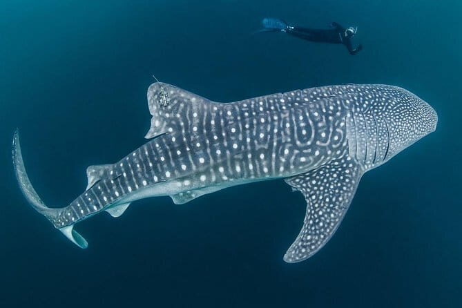 Oslob Whale Shark & Tumalog Waterfalls & Sumilon Sandbar - Frequently Asked Questions