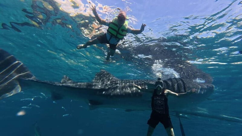 Oslob: Whale Shark Watching Private tour - Why We Love the Oslob Whale Shark Tour