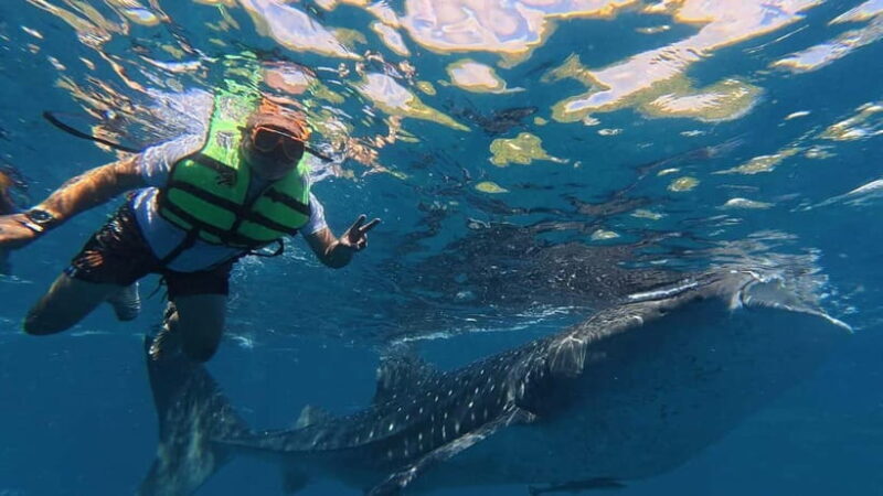 Oslob: Whale Shark Watching Private tour - Practical Details and Logistics