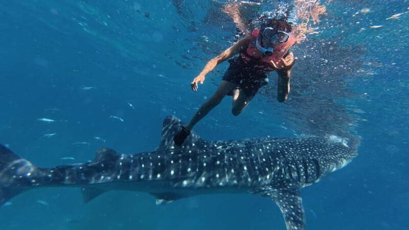 Oslob: Whale Shark Watching Private tour - The Ethical Aspects and Environmental Impact