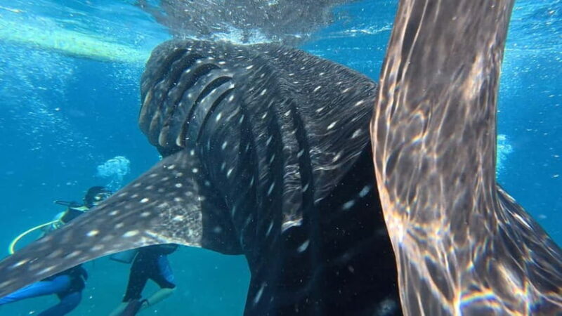 Oslob: Whale Shark Watching Private tour - Who Will Love This Tour?