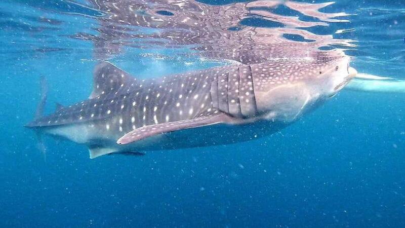 Oslob: Whale Sharks, Inambakan Falls & Moalboal Sardines - Good To Know