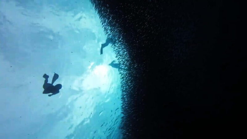 Oslob: Whale Sharks, Inambakan Falls & Moalboal Sardines - Is This Tour Right for You?