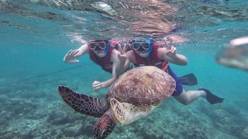 Oslob: Whale Sharks, Inambakan Falls & Moalboal Sardines - The Sum Up