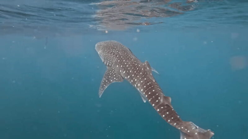 Oslob: Whale Sharks, Tumalog Falls & Sumilon Trio Adventure - An In-Depth Look at the Tour Experience