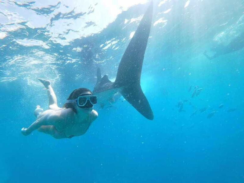 Oslob: Whale Sharks, Tumalog Falls & Sumilon Trio Adventure - Practical Details & Tips for the Tour