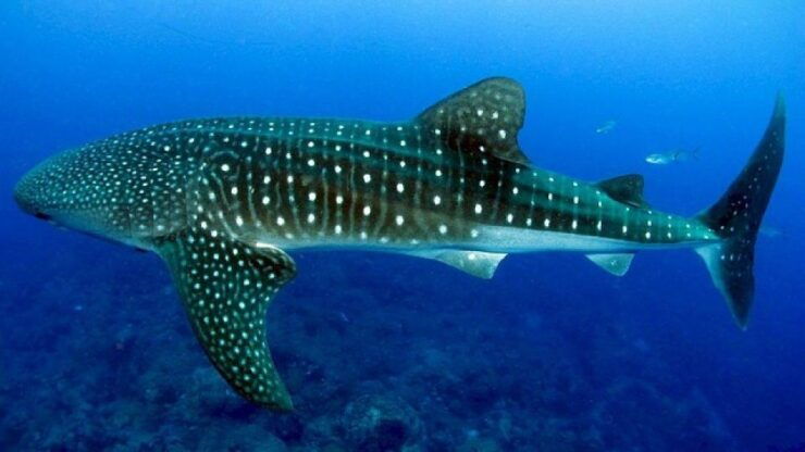 Oslob Whaleshark & Canyoneering Adventure - Highlights