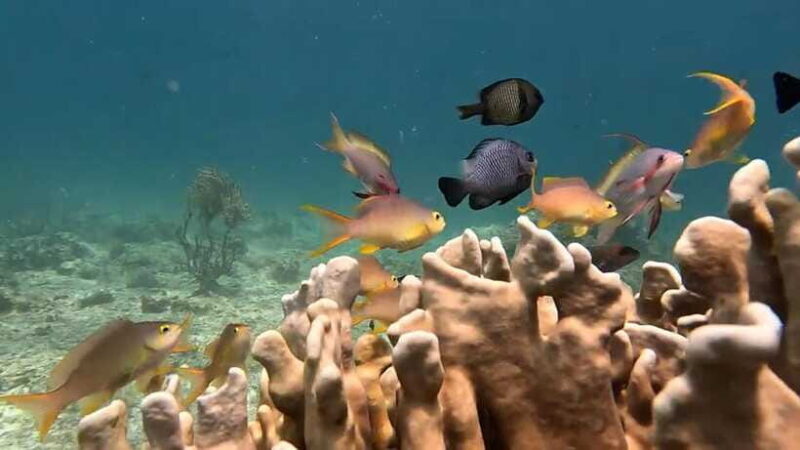 Oslob: Whaleshark Swimming, Inambakan Falls & Moalboal Tour - Authentic Experiences from Other Travelers