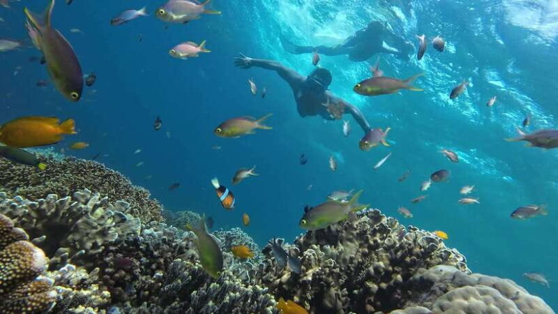 Oslob: Whaleshark Swimming, Inambakan Falls & Moalboal Tour - Final Thoughts