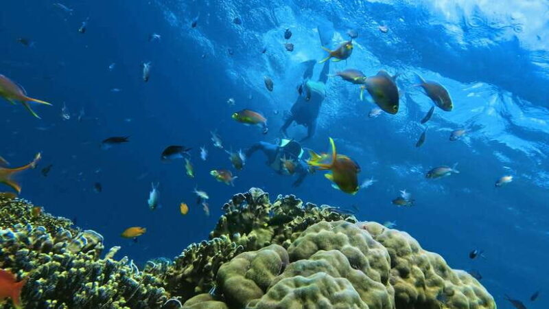 Oslob: Whaleshark Swimming, Inambakan Falls & Moalboal Tour - What Makes This Tour Stand Out?