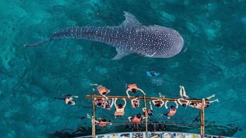 Oslob Whaleshark, TumalogFalls, Kawasan Falls, Lunch PRIVATE - Why This Tour Works
