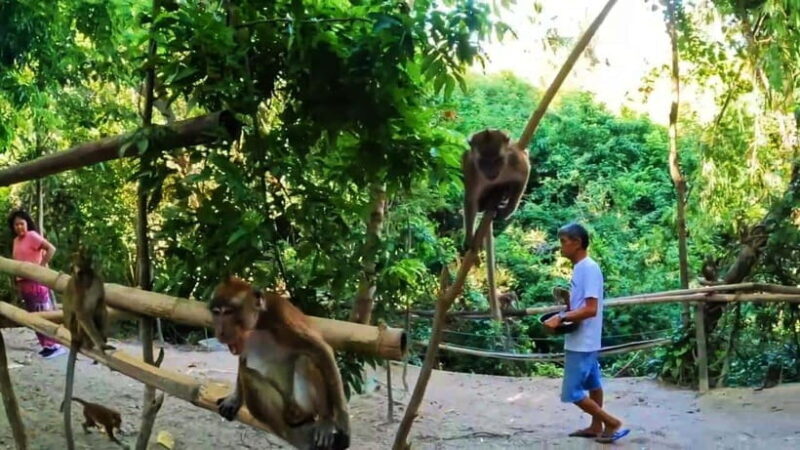 Oslob: Whaleshark Watching, Sumilon Island & Monkey Viewing - Who Should Consider This Tour?