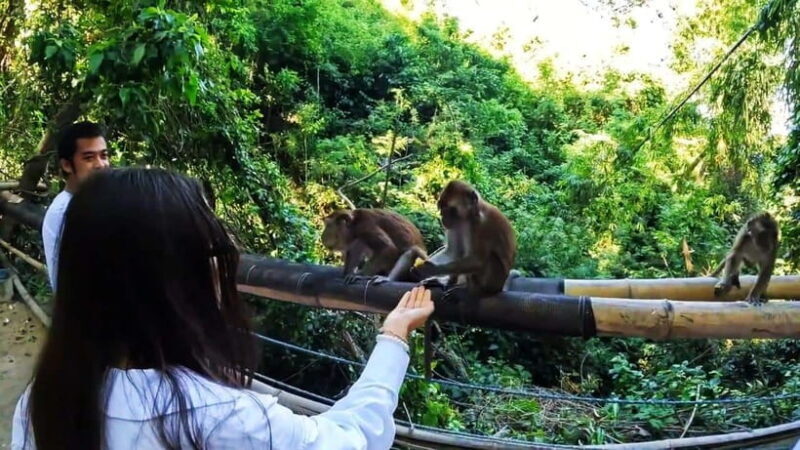 Oslob: Whaleshark Watching, Sumilon Island & Monkey Viewing - Final Thoughts