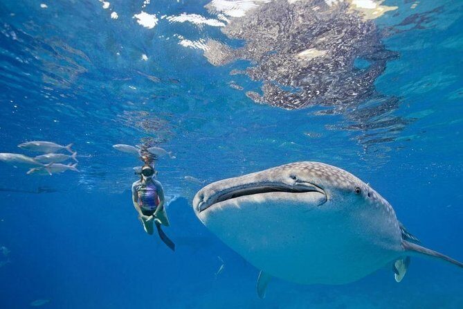 Oslob Whaleshark Watching & Tour in Cebu - An Overview of the Tour Experience