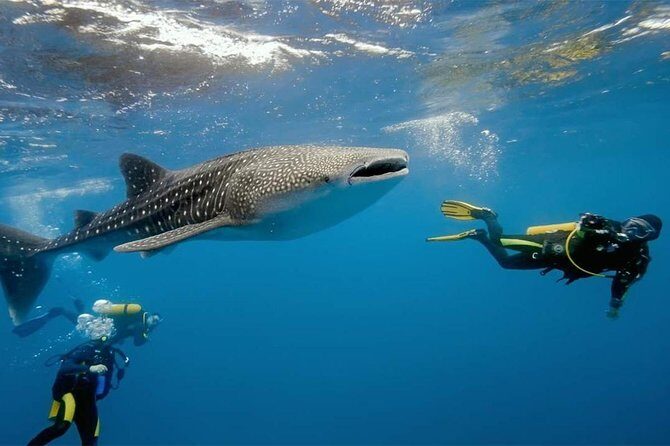 Oslob Whaleshark Watching & Tour in Cebu - Sumilon Island Hopping