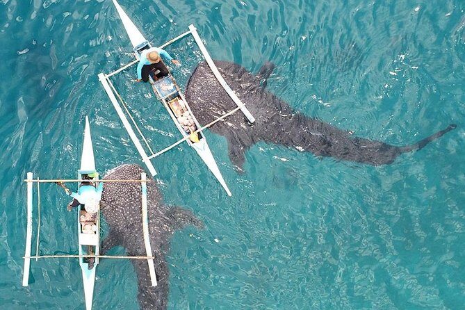 Oslob Whaleshark Watching & Tour in Cebu - Practical Details & Tips